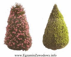 Pokazane na ilustracji zestawienie obok siebie dwóch roślin 