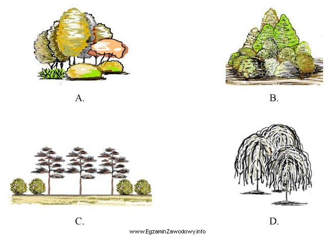 Rośliny drzewiaste rytmicznie zestawione ze sobą pokazano na rysunku
