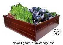 Przedstawiona na rysunku drewniana skrzynia obsadzona warzywami to typowy element 