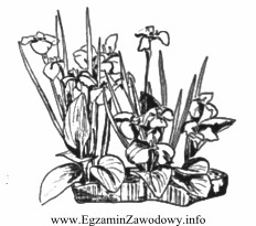 Które elementy roślin wykorzystano w przedstawionej na rysunku 