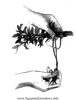 Na rysunku przedstawiono jeden z etapów przygotowywania roślin 