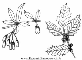 Na podstawie zamieszczonego rysunku wskaż cechy dekoracyjne przedstawionych roślin.