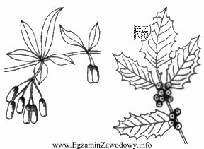 Na podstawie zamieszczonego rysunku wskaż cechy dekoracyjne przedstawionych roślin.