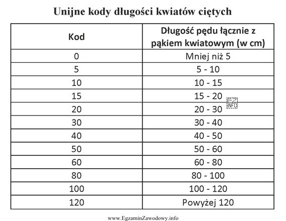 Pędy róż mają długość 67 cm, a pąki 
