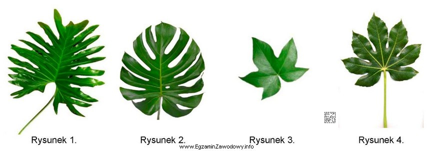 Na którym rysunku przedstawiono liść fatsji japońskiej?