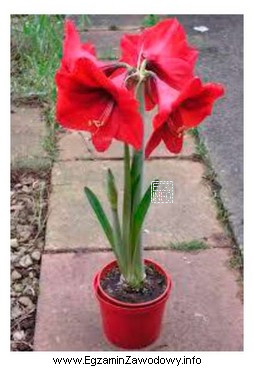 Zwartnica (<i>Hippeastrum</i>) przedstawiona na rysunku jest rośliną 