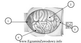 Na rysunku przedstawiono narządy układu pokarmowego świni. 