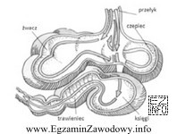 Na rysunku przedstawiony jest żołądek