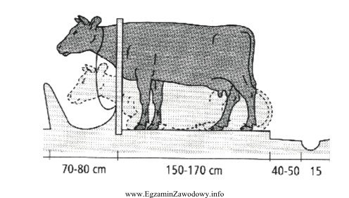 Rysunek przedstawia stanowisko dla krów