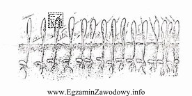 Siew zboża przedstawiony na ilustracji wykonano sposobem