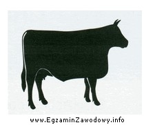 Rysunek przedstawia sylwetkę krowy w typie użytkowym