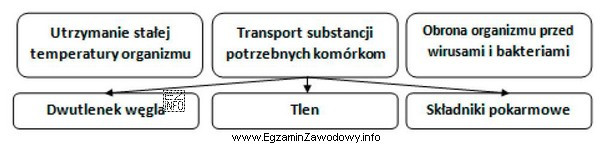 W organizmach zwierząt funkcje przedstawione na schemacie spełnia 