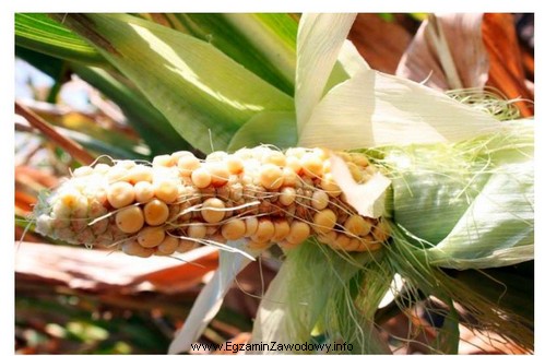 Przyczyną nierównomiernego uziarnienia kolb kukurydzy przedstawionych na ilustracji moż