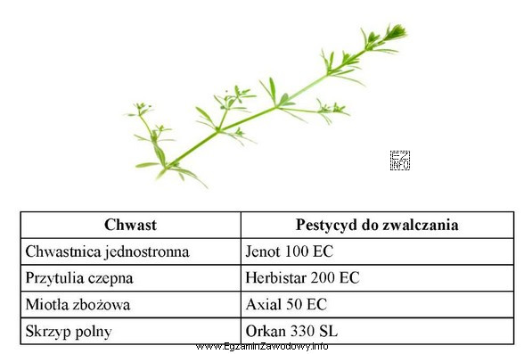 Dobierz z tabeli pestycyd do zwalczania chwastu przedstawionego na ilustracji.