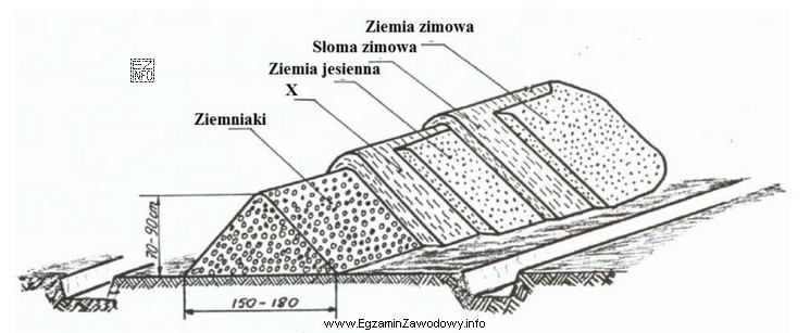 W kopcu tradycyjnym, przeznaczonym do zimowego przechowywania ziemniaków, do 