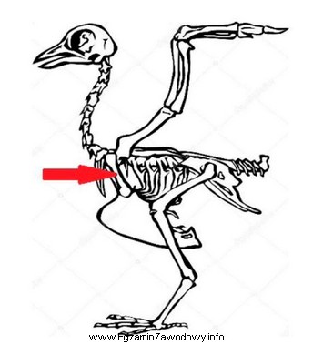 Na schemacie szkieletu ptaka strzałką oznaczono