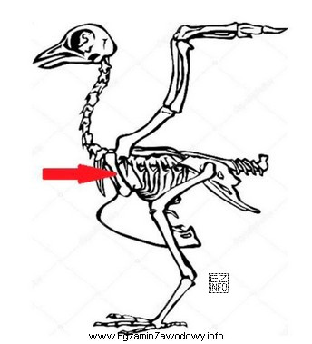 Na schemacie szkieletu ptaka strzałką oznaczono