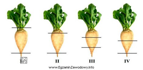 Prawidłową wysokość ogłowienia buraków cukrowych przeznaczonych 