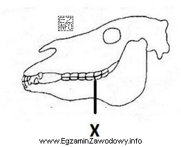 Na schemacie czaszki ogiera literą X oznaczono