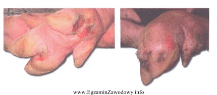 Zmiany chorobowe na racicach i ryju świń, są objawami