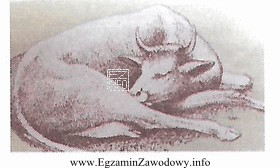 Sztywny chód, drżenie mięśni, zahamowanie laktacji oraz 