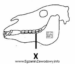 Na schemacie czaszki ogiera literą X oznaczono