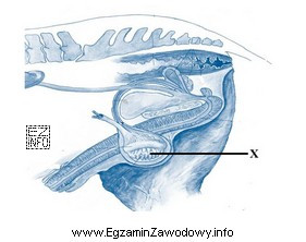 Na schemacie układu rozrodczego ogiera, literą X oznaczono