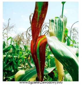 Przedstawione na ilustracji zmiany na liściach kukurydzy wskazują na 