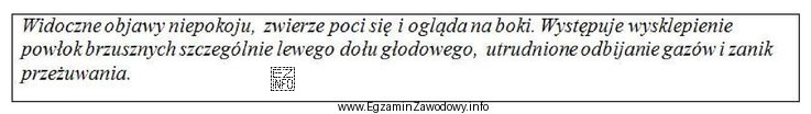Opisane zachowanie oraz wygląd krowy wskazują na wystąpienie