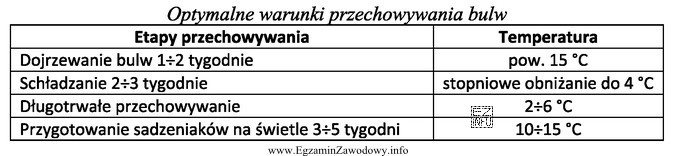 Podkiełkowywanie ziemniaków powinno przeprowadzać się w zakresie temperatur