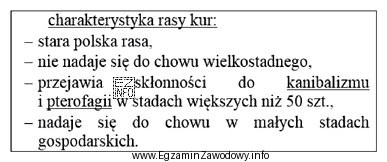 Którą rasę kur opisano w załączonej ramce?