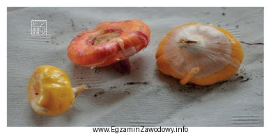 Na fotografii zamieszczono organy podziemne