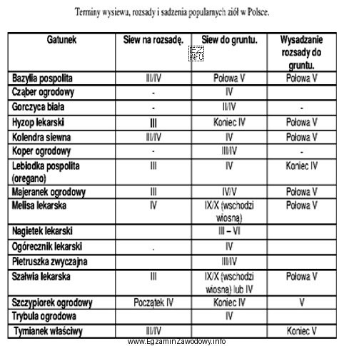Na podstawie danych zawartych w tabeli wskaż warzywo przyprawowe, któ