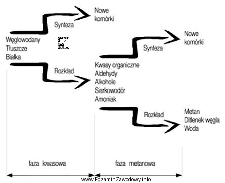 Który proces mikrobiologiczny zastosowany podczas unieszkodliwiania osadów ściekowych 