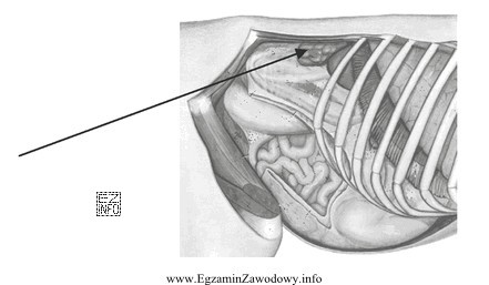 Na rysunku przedstawiającym narządy jamy brzusznej bydła, 