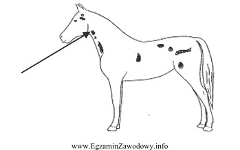 Rysunek przedstawia rozmieszczenie gruczołów dokrewnych u konia. Strzał