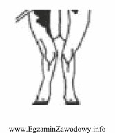 Na rysunku przedstawiono wadę kończyn u bydła, okreś