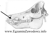 Którą kość przedstawionej na rysunku czaszki świni 