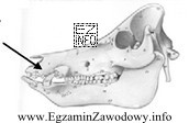 Którą kość przedstawionej na rysunku czaszki świni oznaczono strzał