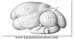 Rysunek przedstawia żołądek wielokomorowy bydła, cyframi 