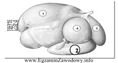 Rysunek przedstawia żołądek wielokomorowy bydła, cyframi 