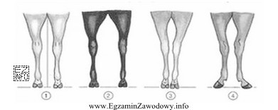 Rysunek przedstawia różne typy postaw kończyn miednicznych koni 