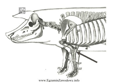 Na rysunku przedstawiającym kościec świni strzałka 