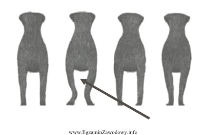Na rysunku przedstawiającym wady kończyn u psów 