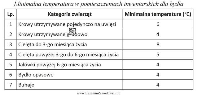 W pomieszczeniu inwentarskim przebywają krowy na uwięzi i cielę