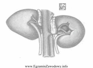 Schemat przedstawia nerki