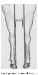 Przedstawiona na rysunku postawa kończyn przednich, w której 