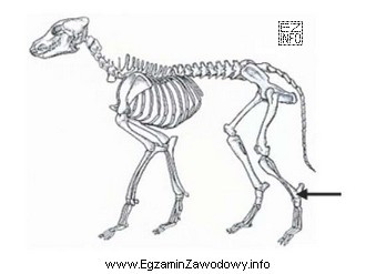Strzałka na szkielecie zwierzęcia wskazuje