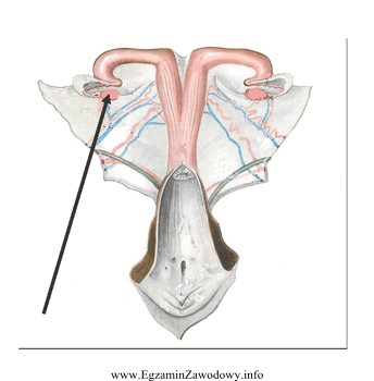Na rysunku przedstawiającym narządy rozrodcze krowy strzałka 