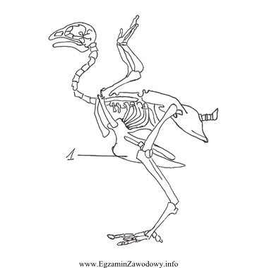 Na rysunku przedstawiono szkielet ptaka. Cyfrą 1 oznaczono